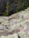 Gnarled trees, Aletsch Switzerland 19